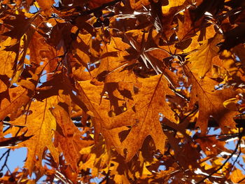 Close-up of maple leaves