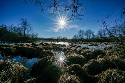 Scenic view of bright sun shining through trees