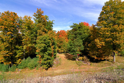 Trees by plants against sky during autumn