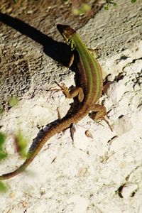 Close-up of caterpillar on tree