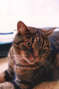 Close-up portrait of cat