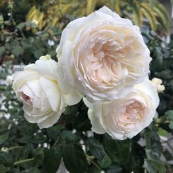 Close-up of white rose flower