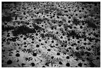 Full frame shot of white flowers