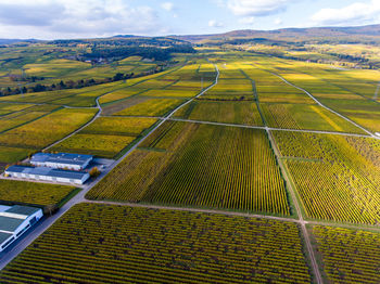 High angle view of agricultural field