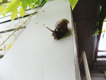 Close-up of snail