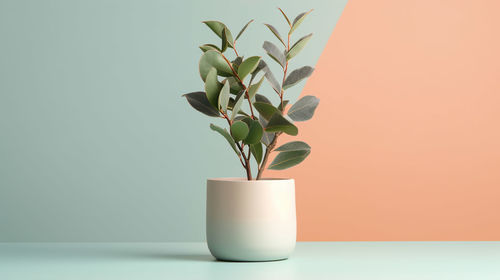 Close-up of potted plant against pink background