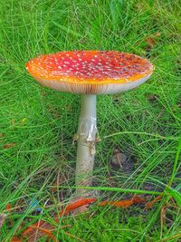 Close-up of mushroom on field