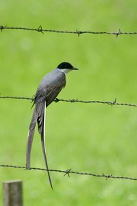 Bird perching on barbed wire