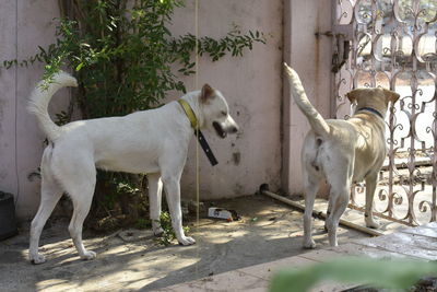 View of dogs against wall