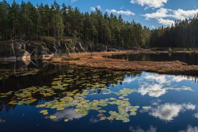 Scenic view of lake in forest against sky