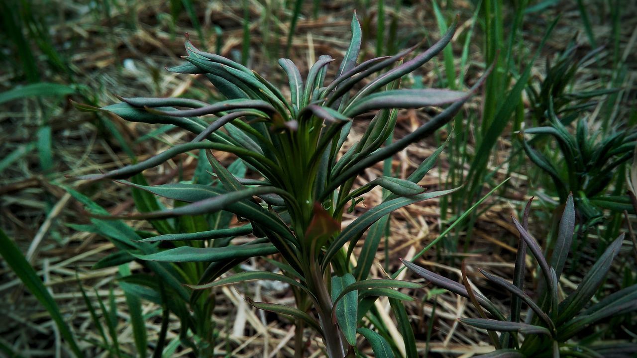 CLOSE-UP OF FRESH GREEN PLANT