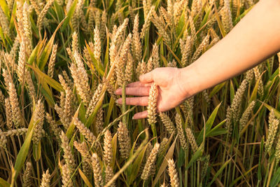 Close-up of hand holding wheat growing on field