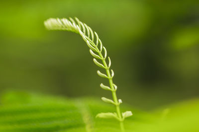 Close-up of fern plant growing on field