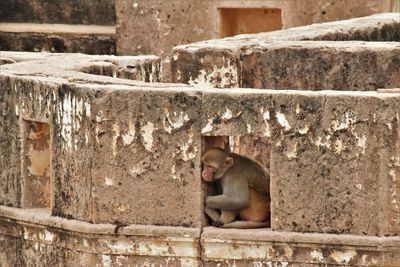 Portrait of a monkey sitting against wall