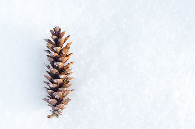 High angle view of pine cone on field during winter