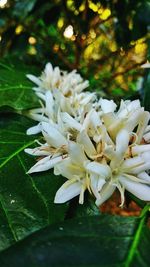 Close-up of white flowers blooming outdoors