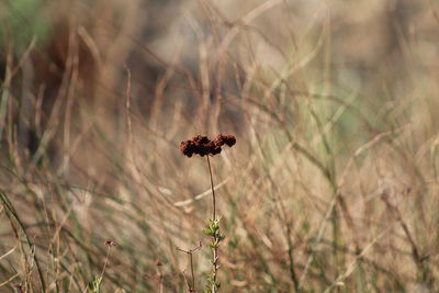 Close-up of dry flower on field