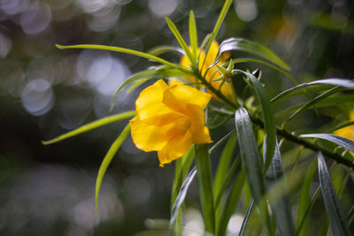 Close-up of yellow flowering plant