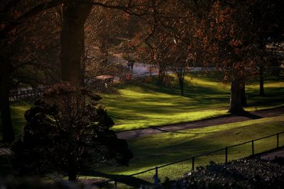 Trees growing on golf course