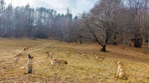 View of sheep on field