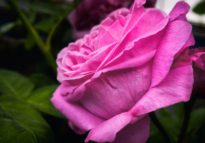 Close-up of pink rose flower