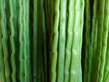 Full frame shot of green beans