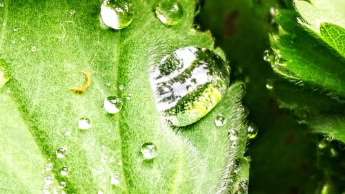 Close-up of water drops on green leaf