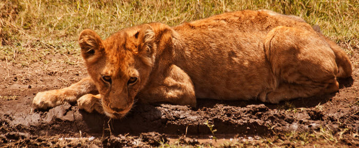 Close-up of lion