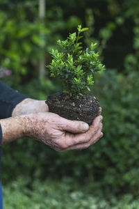 Hand holding plant