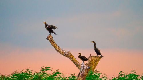 Low angle view of birds perching on branch against sky