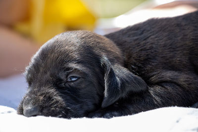 Close-up of a dog sleeping