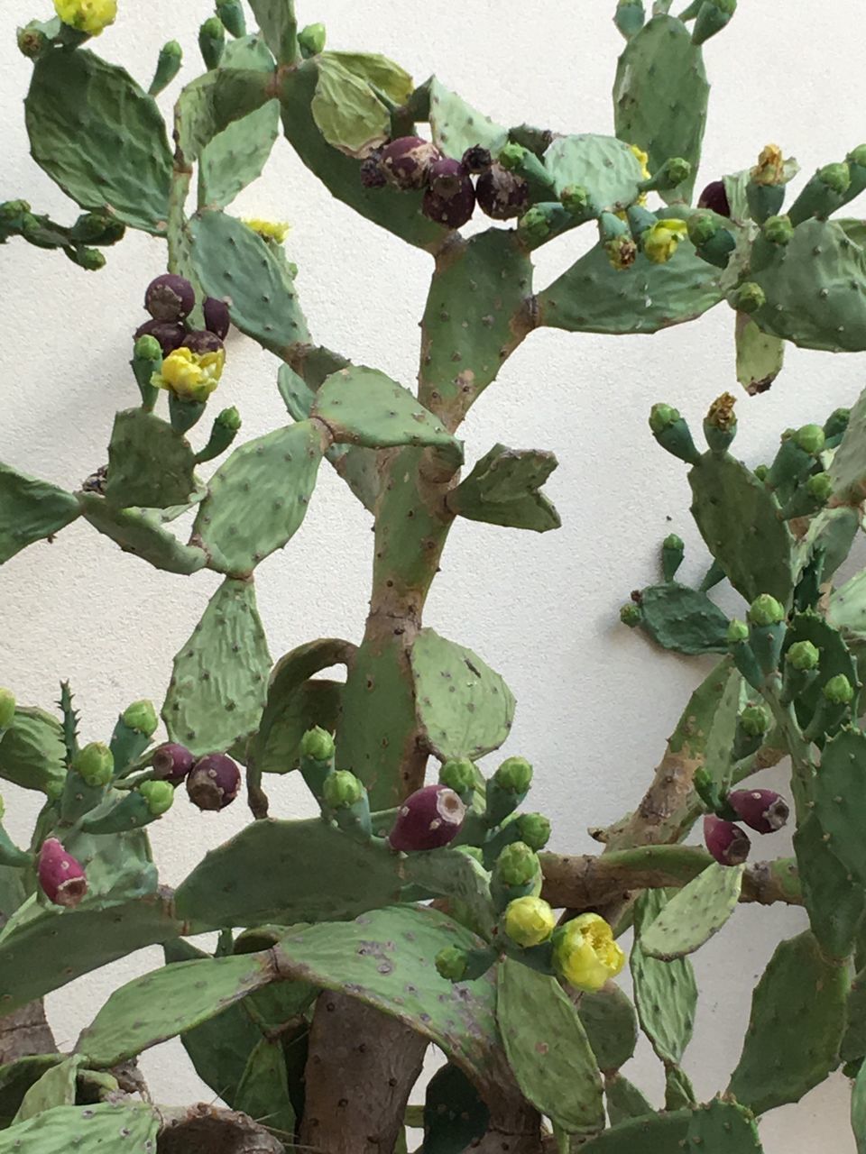 CLOSE-UP OF BERRIES ON PLANT