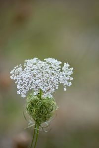 Close-up of flowering plant on field