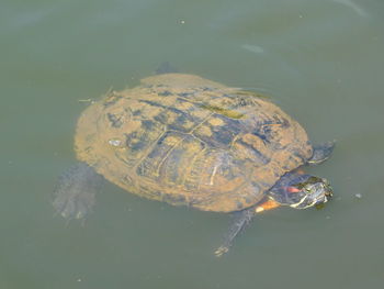 High angle view of turtle swimming in lake