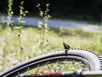 Butterfly on cropped bicycle tire