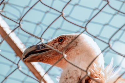 Low angle view of vulture in a cage