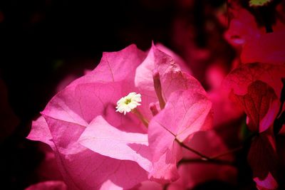 Close-up of pink rose