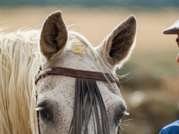 Close-up portrait of horse