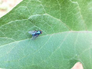 Close-up of insect on leaf