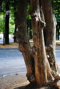 Close-up of tree trunk