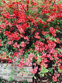 Red flowers on tree