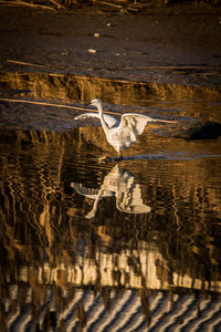 Close-up of bird flying over water