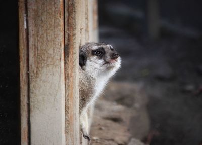 Close-up of raccoon by fence