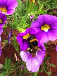 Close-up of bee on purple flower