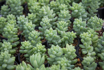 Full frame shot of succulent plants