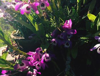 Pink flowers blooming in park