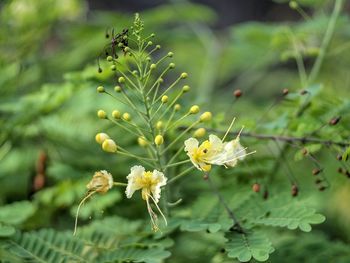 Close-up of white flowering plant