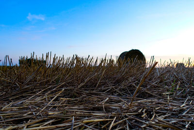 Hay bales on field against sky