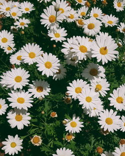 High angle view of daisy flowers