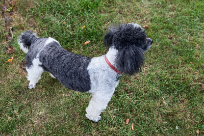 Dog lying on grassy field